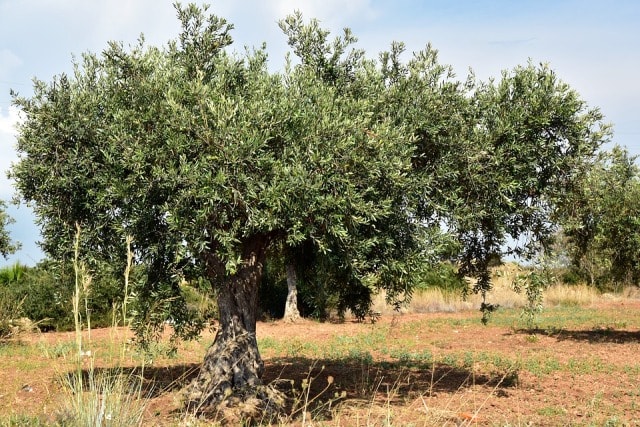 oliveto, campo di oliva, agricoltura