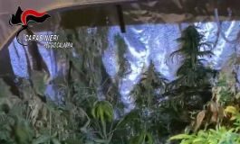 Bianco arresto per coltivazione marijuana