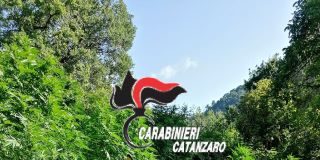 Carabinieri Catanzaro piantagione canapa