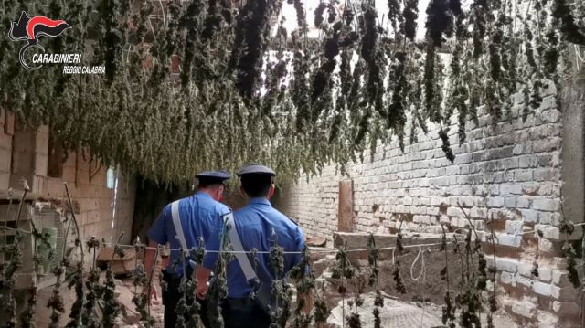 piante marijuana sequestrate Carabinieri Reggio Calabria