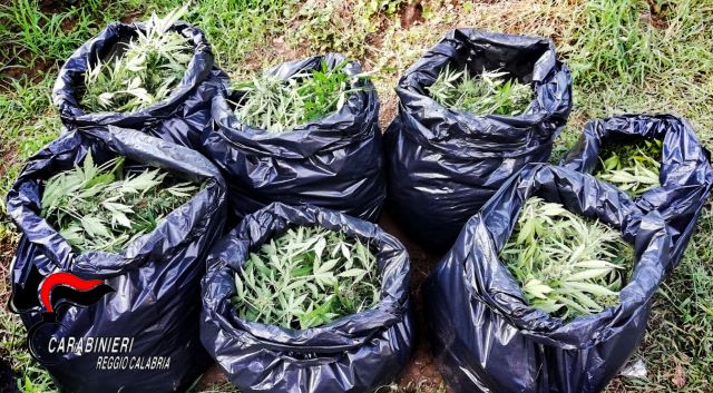 Cittanova, coltivazione piante marijuanaCarabinieri Reggio Calabria