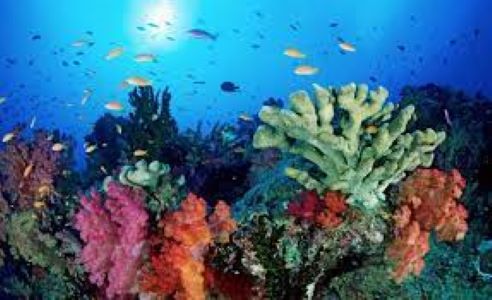 ecosistemi marini