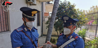 Gallico, tartaruga messa in salvo, Carabinieri Reggio Calabria