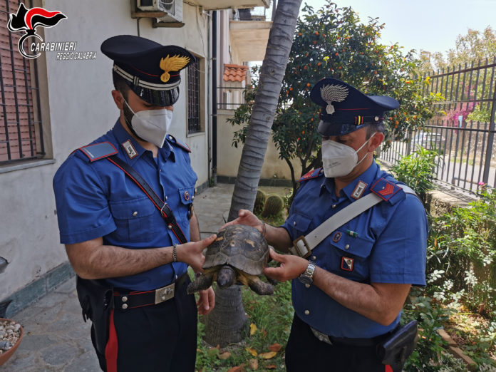Gallico, tartaruga messa in salvo, Carabinieri Reggio Calabria