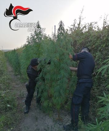 Crotone, coltivazione marijuana, Carabinieri Crotone