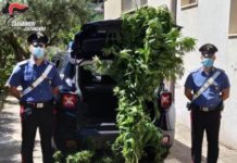 Soveria Mannelli, sequestro pianta cannabis, Carabinieri Catanzaro