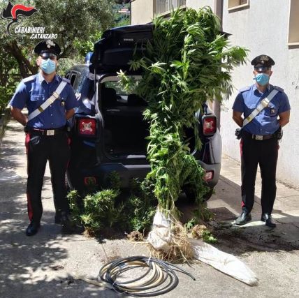 Soveria Mannelli, sequestro pianta cannabis, Carabinieri Catanzaro