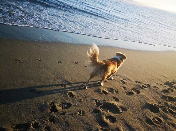 cane, spiaggia