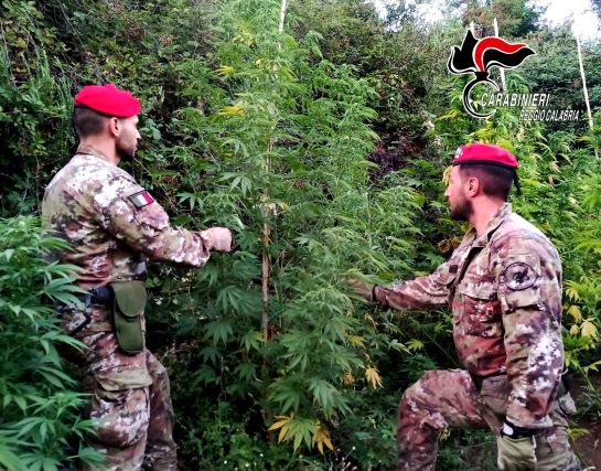 Cosoleto sequestro piante marijuana Carabinieri Reggio Calabria