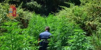 Questura Catanzaro, piante marijuana poste sotto sequestro