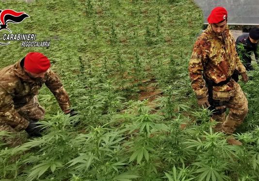 Rizziconi (RC) sequestro piante marijuana Carabinieri Reggio Calabria