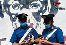 Abbandono animali, salvati sette cuccioli, Carabinieri Regio Calabria