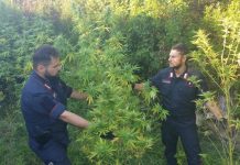 Crotone, scovata piantagione di marijuana