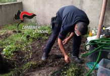 Vallefiorita, marijuana, arresto Carabinieri Catanzaro