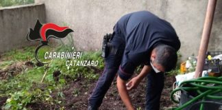 Vallefiorita, marijuana, arresto Carabinieri Catanzaro