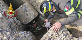 Crotone, cane messo in salvo dai Vigili del Fuoco