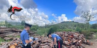 Carabinieri Vibo Valentia furto legname