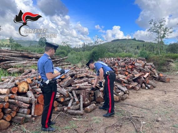 Carabinieri Vibo Valentia furto legname