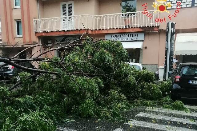 albero su sede stradale in via Vittoria a Lamezia Terme