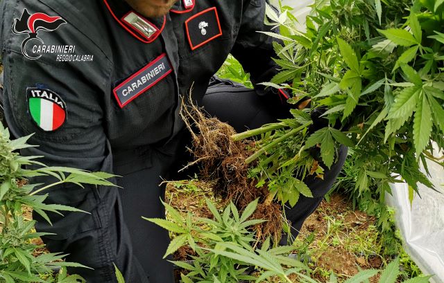 Carabinieri Reggio Calabria, sequestro piante marijuana