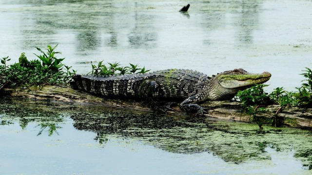 alligatore (foto archivio)
