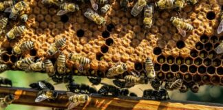apiario, apicoltura, api