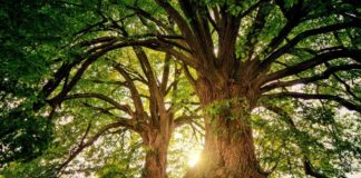 La Giornata dell'Albero ci invita a considerare come ogni individuo possa contribuire alla conservazione degli alberi e della natura