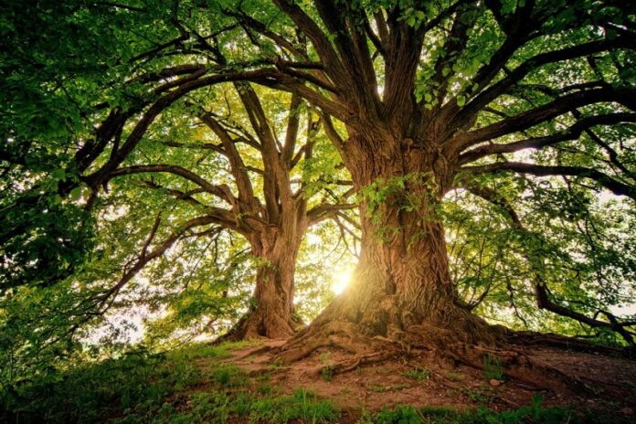 La Giornata dell'Albero ci invita a considerare come ogni individuo possa contribuire alla conservazione degli alberi e della natura