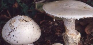 funghi amanita venda