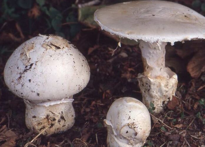 funghi amanita venda