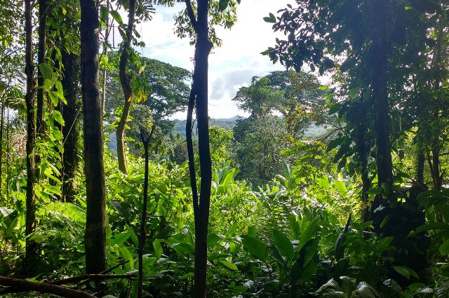 Selva columbiana