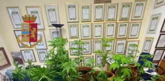Scoperta piantagione di marijuana a Tropea