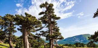 Il Parco Nazionale del Pollino in attesa della decisione UNESCO