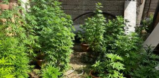 Coltivazione illegale di marijuana