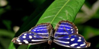 Scoperta specie rare di farfalle in Calabria
