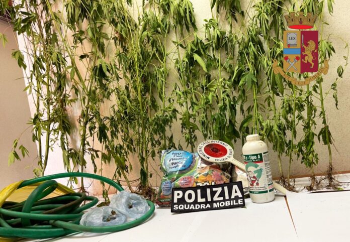 Piantagione di marijuana scoperta a Vibo Valentia