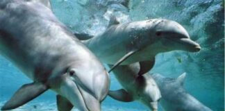 Delfini, oasi blu scogli di Isca