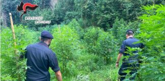 Trovate 1200 piante di marijuana a Lamezia Terme