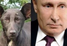 Putin somiglianza con un cane