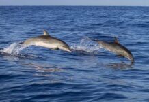 Avvistamento dei delfini in Calabria