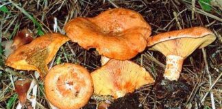 Funghi rositi