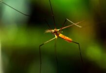 Zanzara, Febbre del Nilo