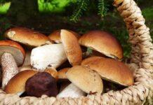Festa dei funghi