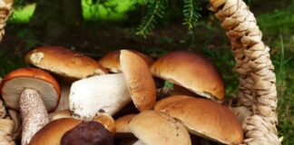 Festa dei funghi