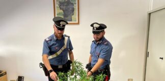 Trovate piante di marijuana a Cirò Marina