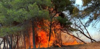 Incendi nel Crotonese