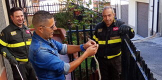 serpente salvato a San Giovanni in Fiore