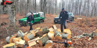 carabinieri, furto legna Petronà