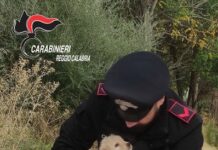 salvati tre cuccioli di cane a Caulonia