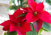 Le tradizioni gastronomiche calabresi per l’Immacolata Concezione stella di Natale